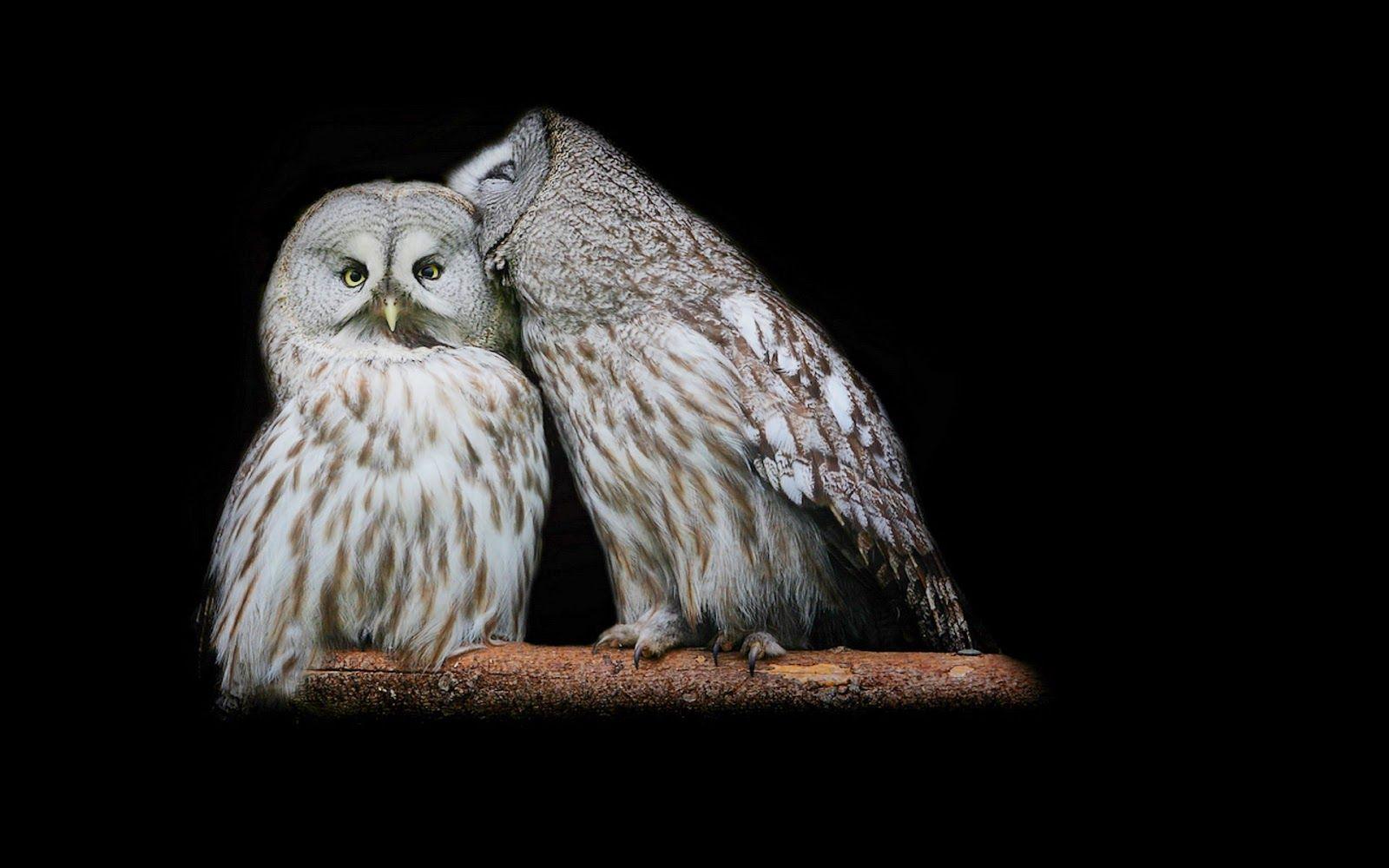 1600x1000 Free download Beautiful Wallpaper Owl Wallpaper [1600x1000]