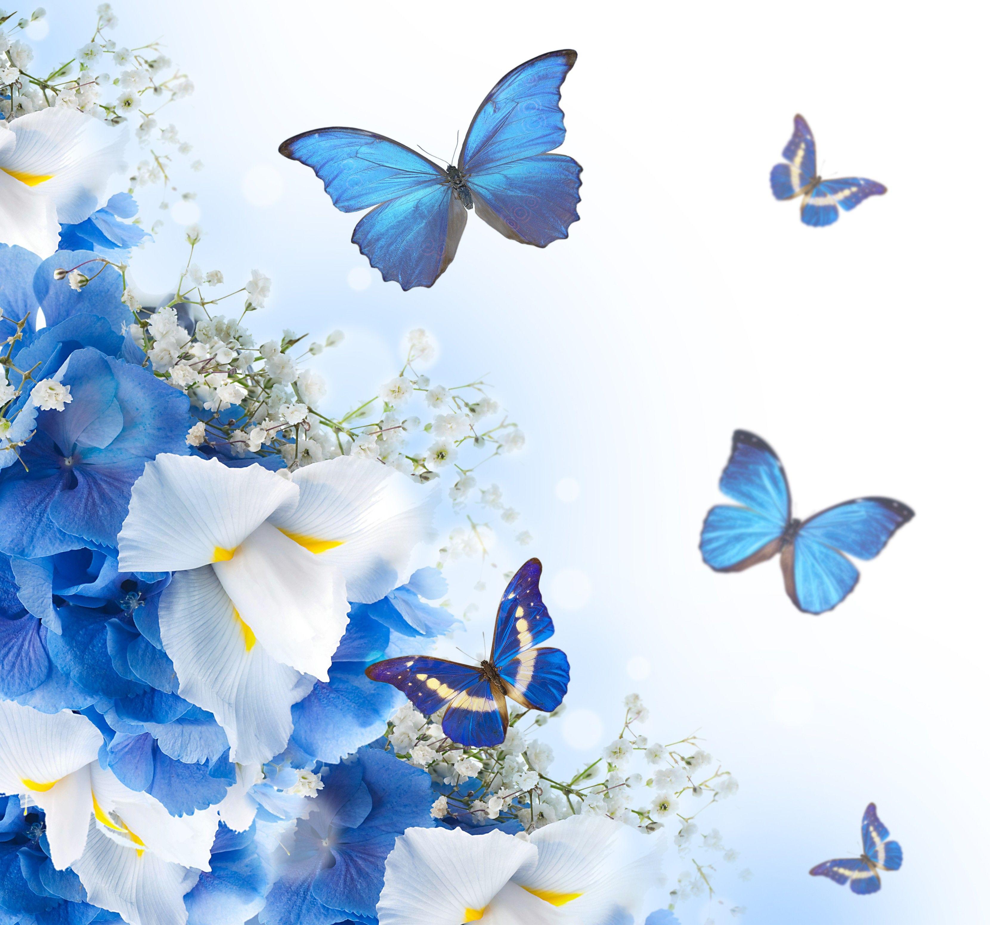 3320x3104 Hoa: Bướm Hoa Trắng Hoa màu xanh Hoa mùa xuân Đẹp