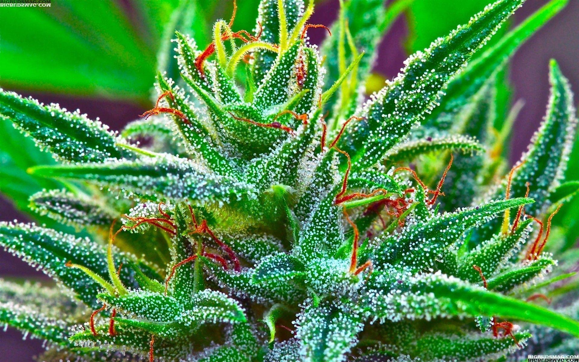 1920x1200 Trippy Marijuana Background