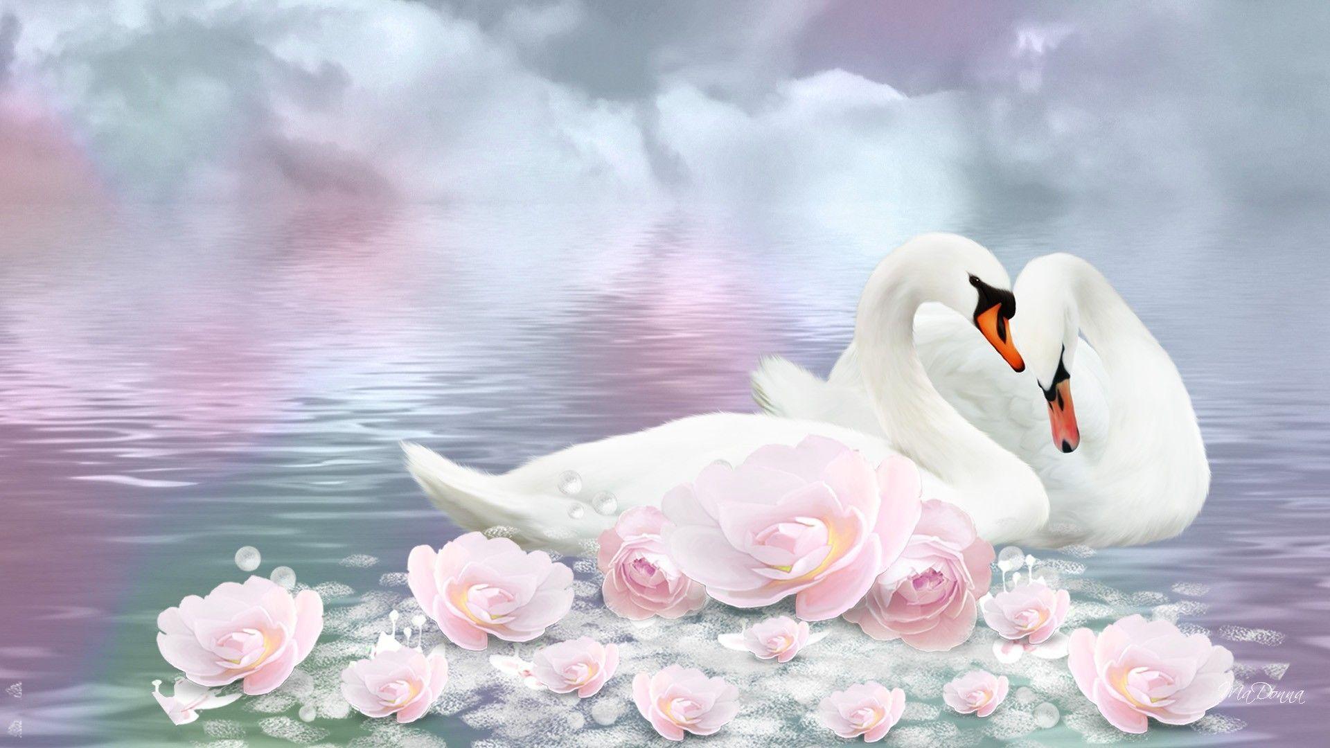 1920x1080 Swan romance wallpaper. PC