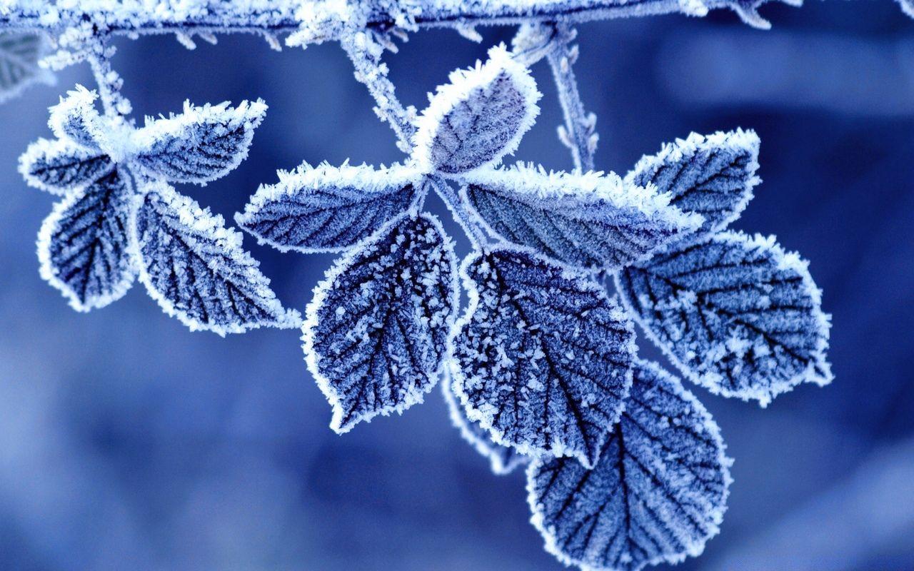 1280x800 frozen #frost #leaves #leaf #winter #snow. iPhone wallpaper