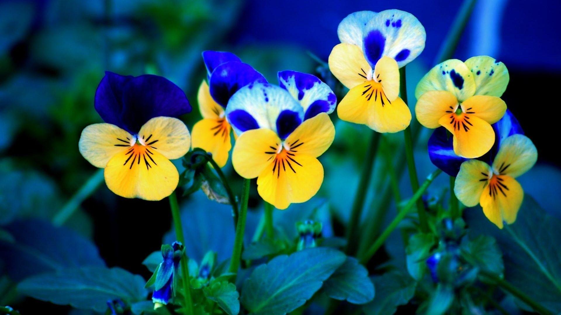 1920x1080 Free download 1920x1080 Spring Flowers desktop PC and Mac