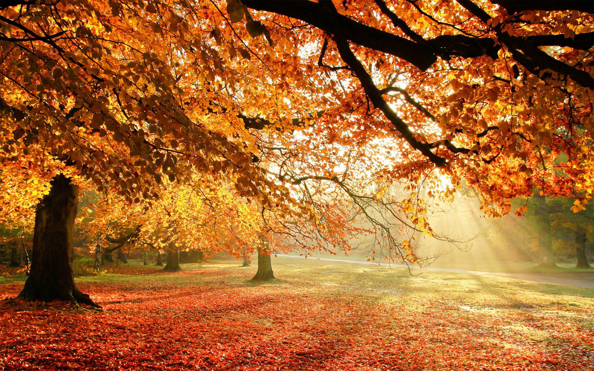 1920x1200 Free download Autumn Trees Sun Light HD Wallpaper [1920x1200]