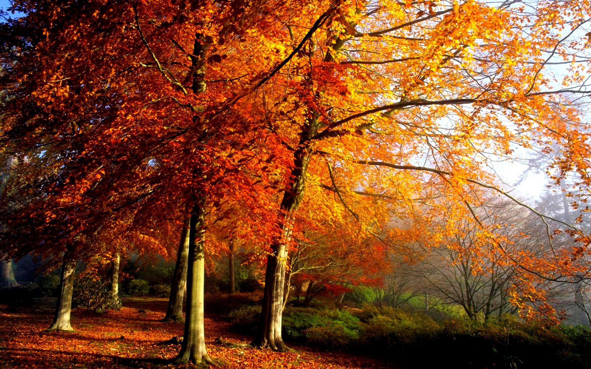 1920x1200 Free download Autumn Tree HD Wallpaper HD Wallpaper Inn autumn