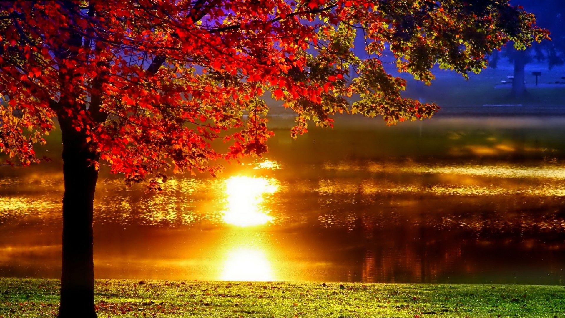 1920x1080 Autumn Tree Wallpaper