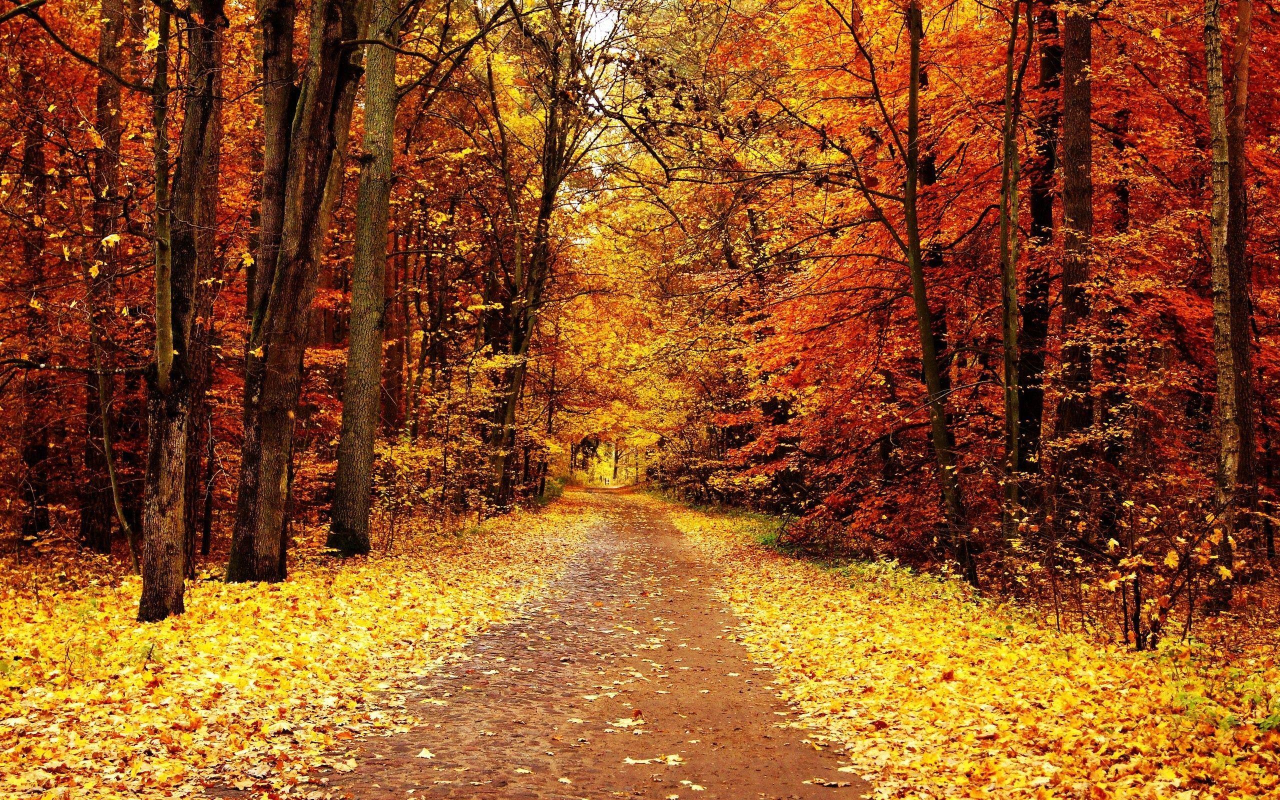 2560x1600 Autumn Tree Desktop HD Wallpaper. All White Background