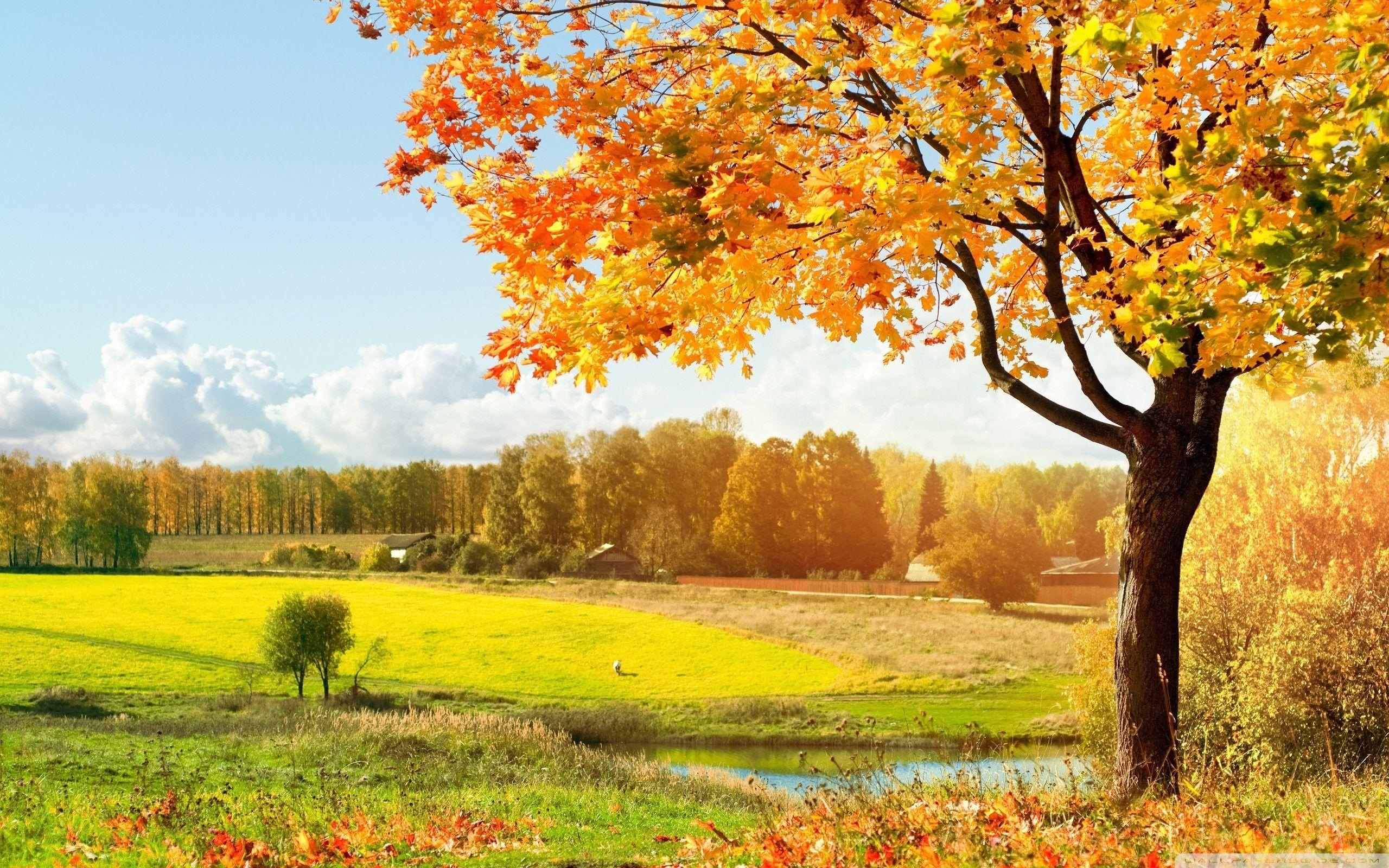 2560x1600 A Beautiful View Of Colorful Autumn Trees Ultra HD Desktop