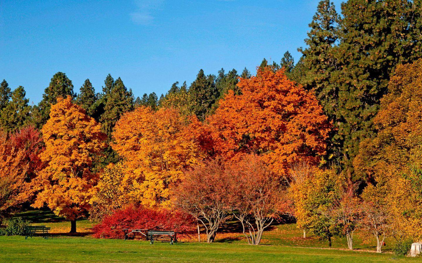 1440x900 Autumn trees wallpaperx900