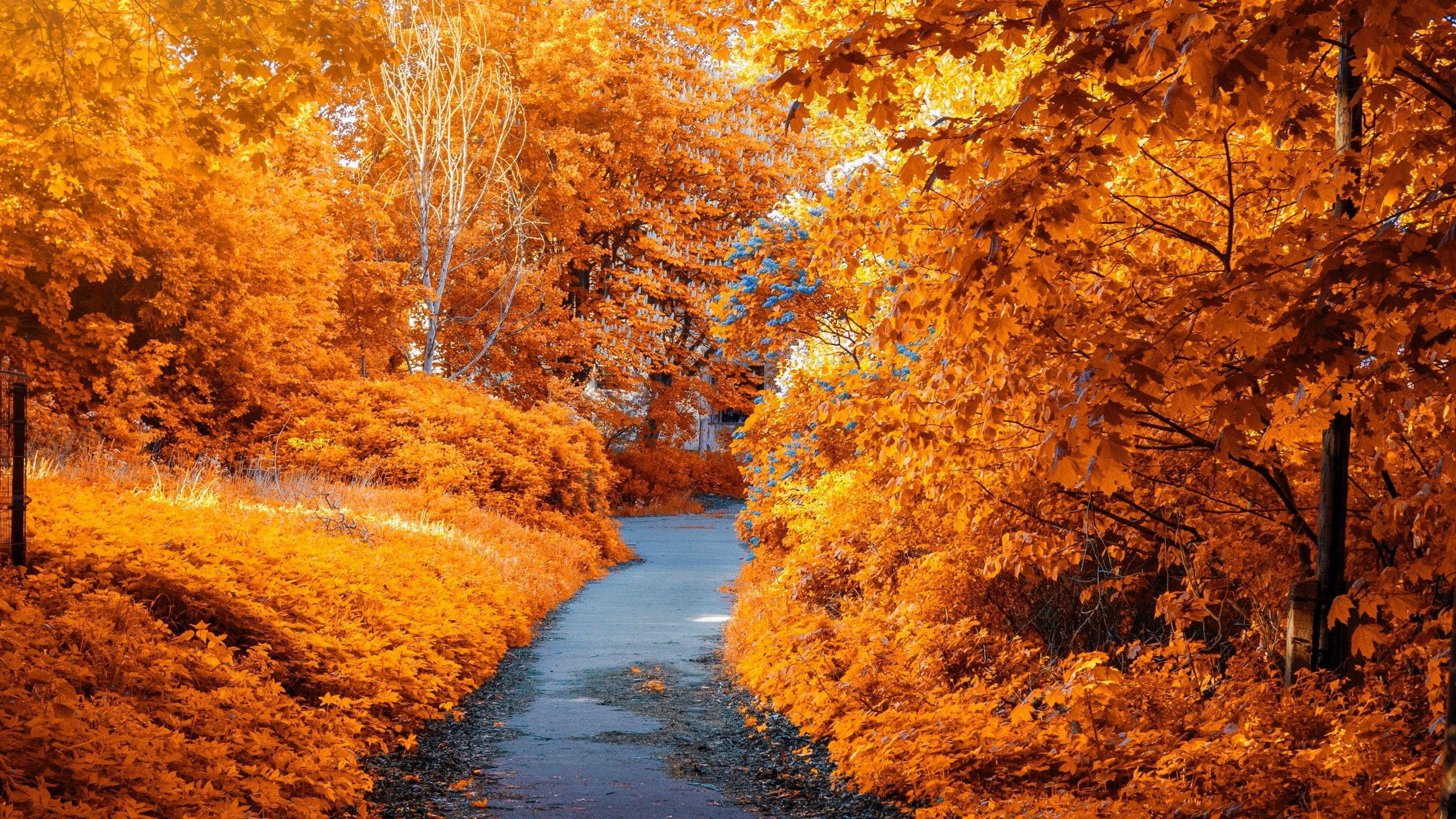 2560x1440 Wallpaper Autumn park, Autumn trees, Foliage, Path, Autumn leaves