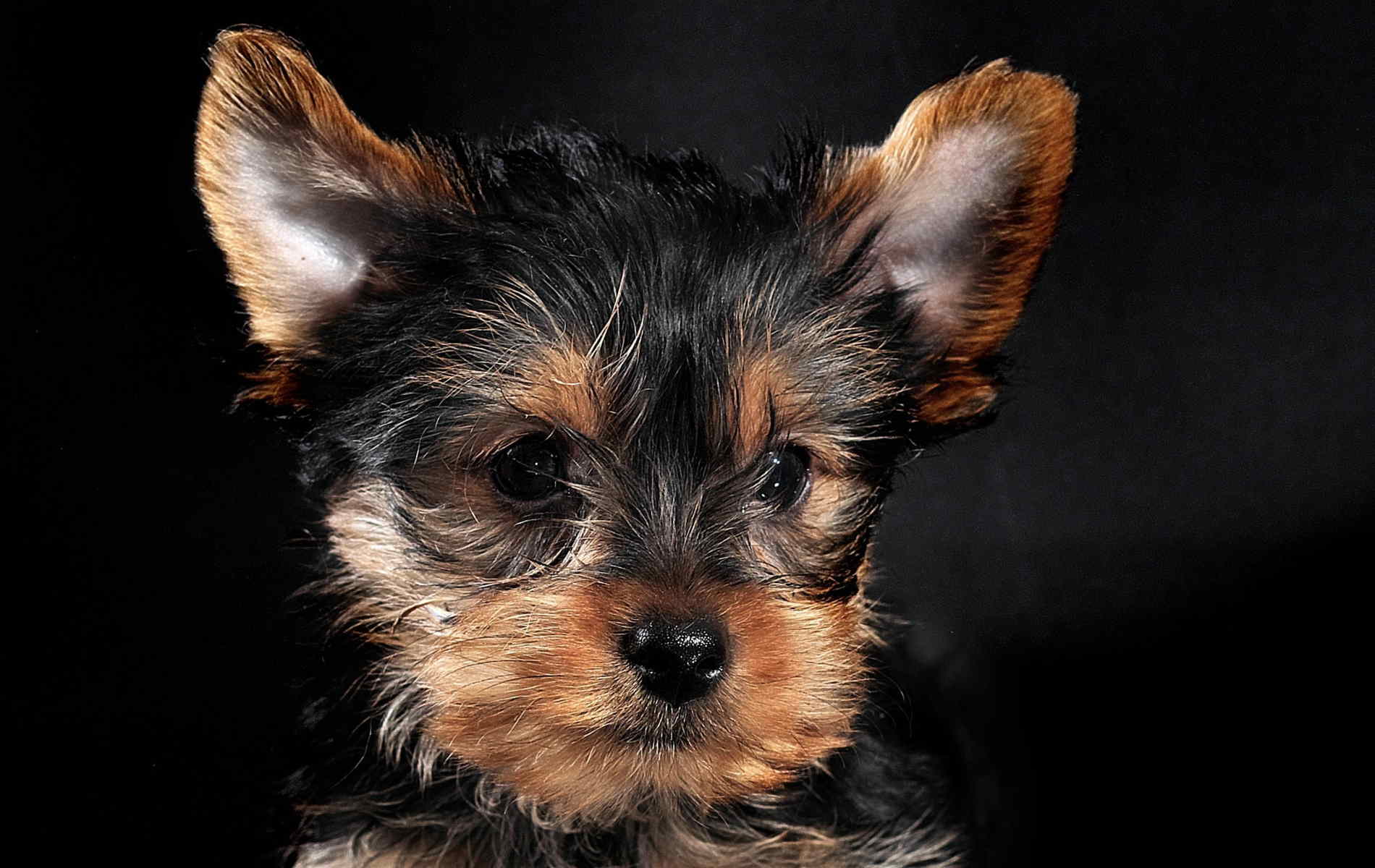 1900x1200 Black And Brown Maltese