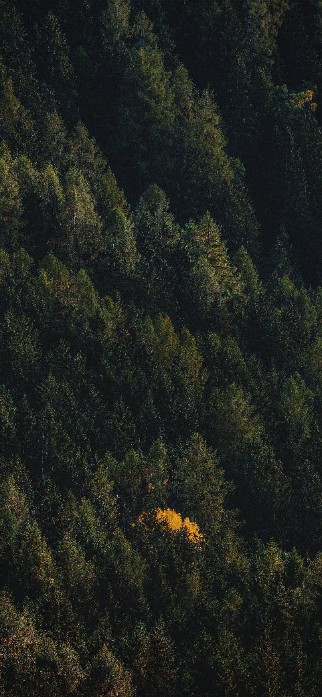 1125x2436 black and brown trees painting iPhone X Wallpaper Free Download