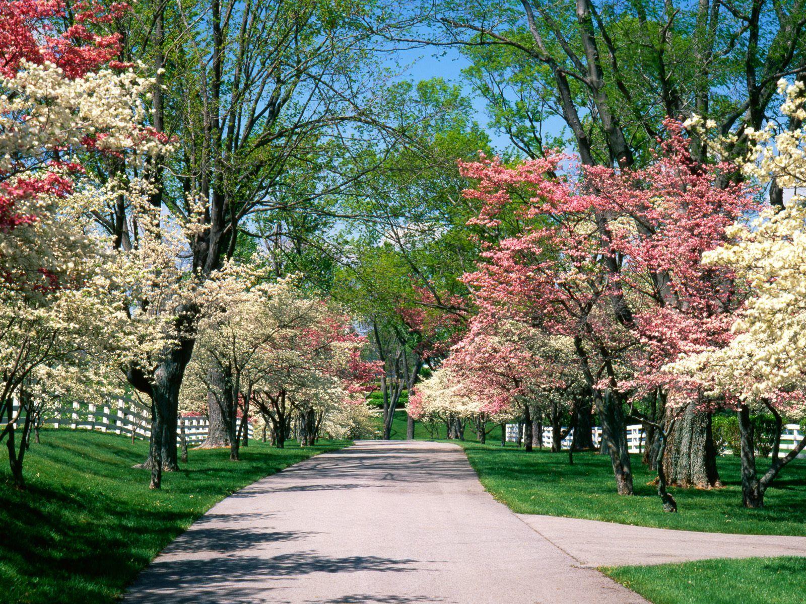 Spring Time Wallpapers - Top Free Spring Time Backgrounds - WallpaperAccess