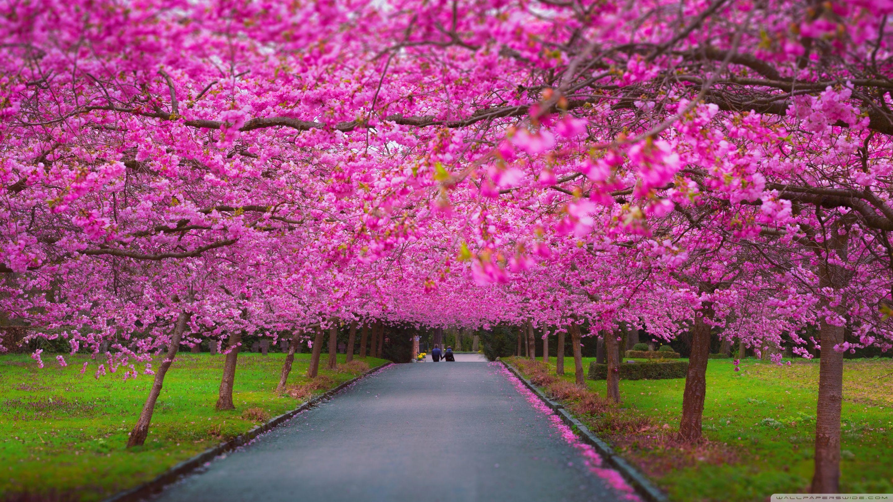 Spring Time Wallpapers - Top Free Spring Time Backgrounds - WallpaperAccess