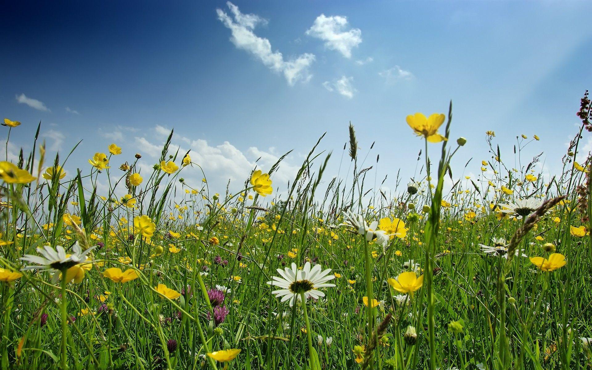 1920x1200 Springtime Wallpaper