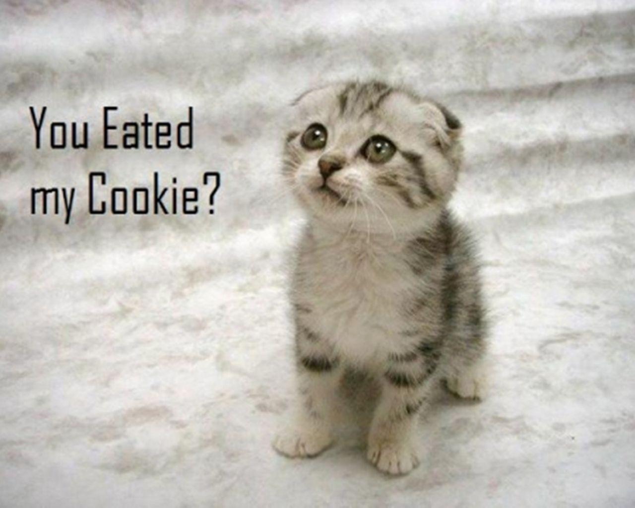 1280x1024 Free download Animals For Gt Super Cute Animal Wallpaper Cute