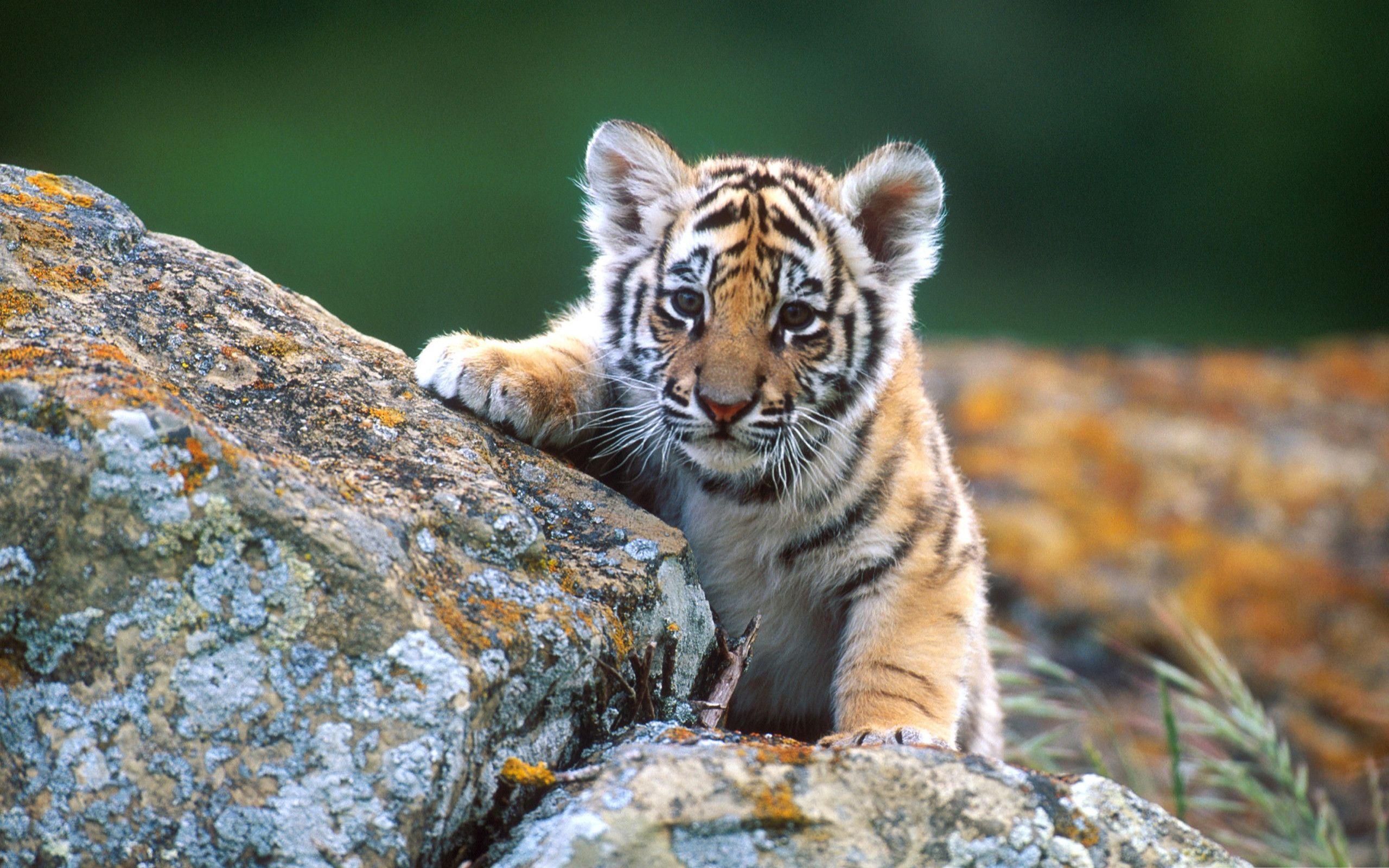 2560x1600 Cute animal wallpaper