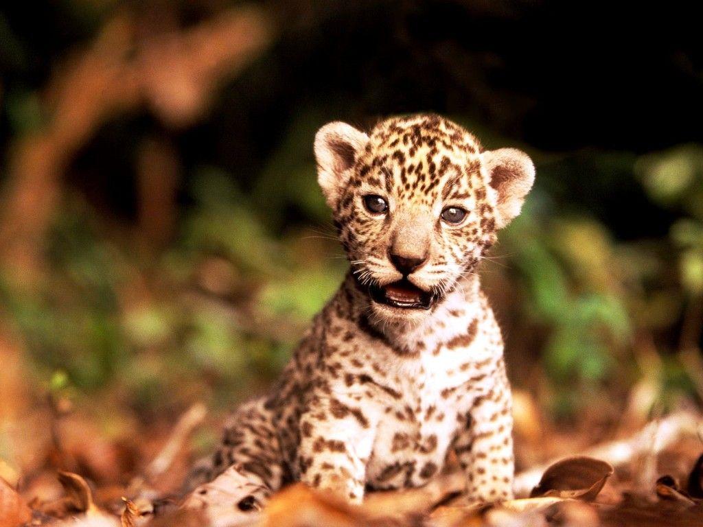 1024x768 Cute Animal Wallpaper for Desktop