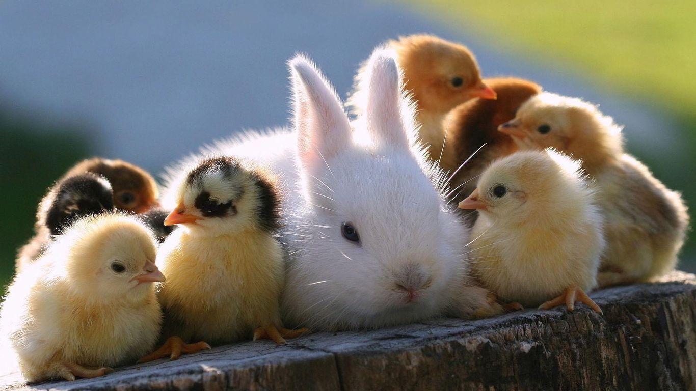 1366x768 Super Cute Animals 1366x768 Resolution HD 4k Wallpaper