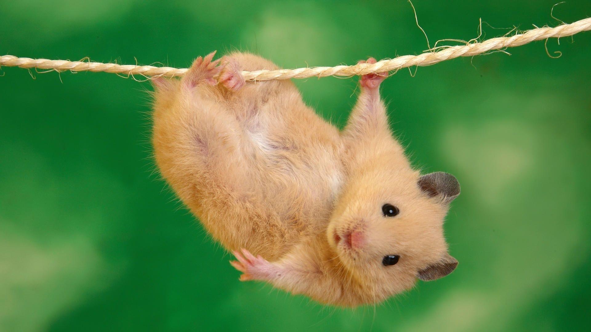 1920x1080 Cute Animal wallpaperx1080