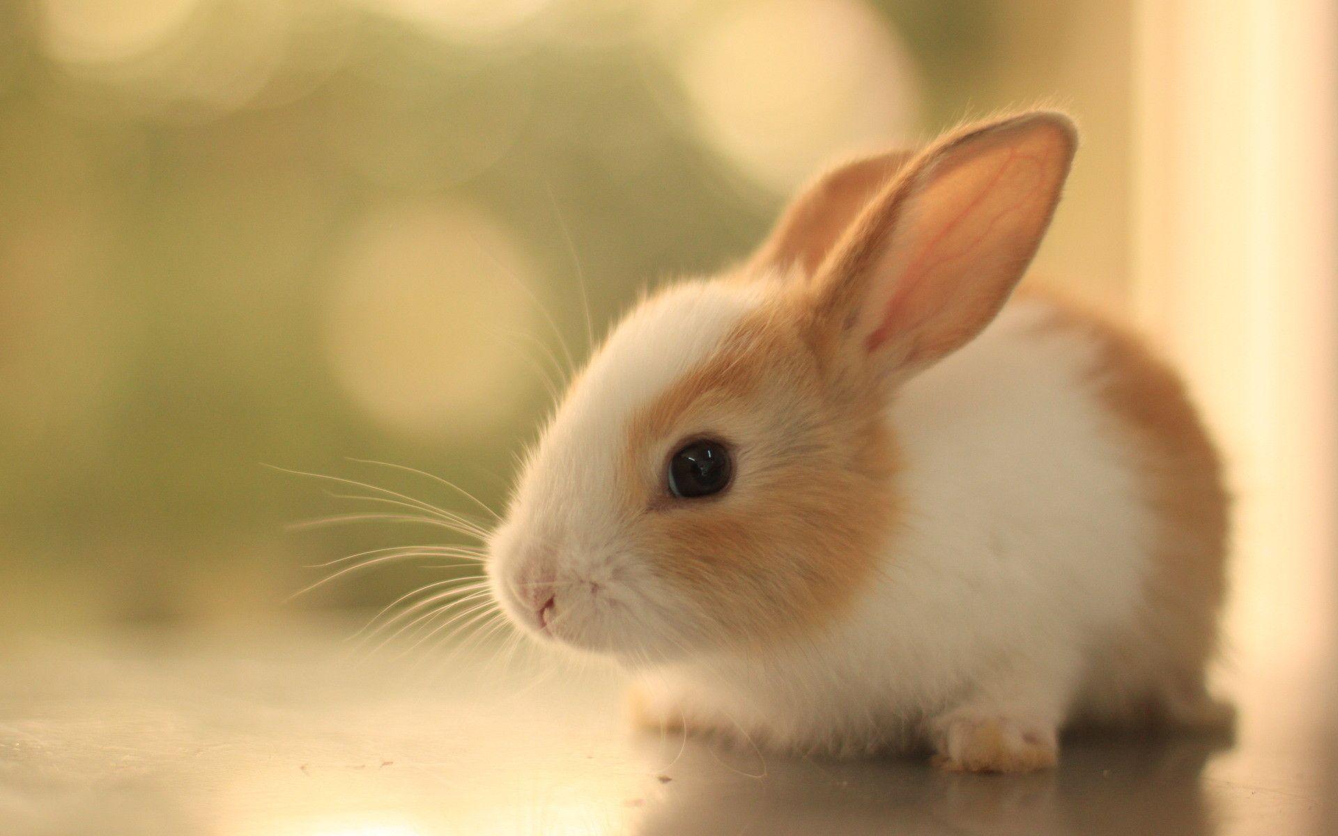 1920x1200 Free download Cute Animal Wallpaper for Desktop