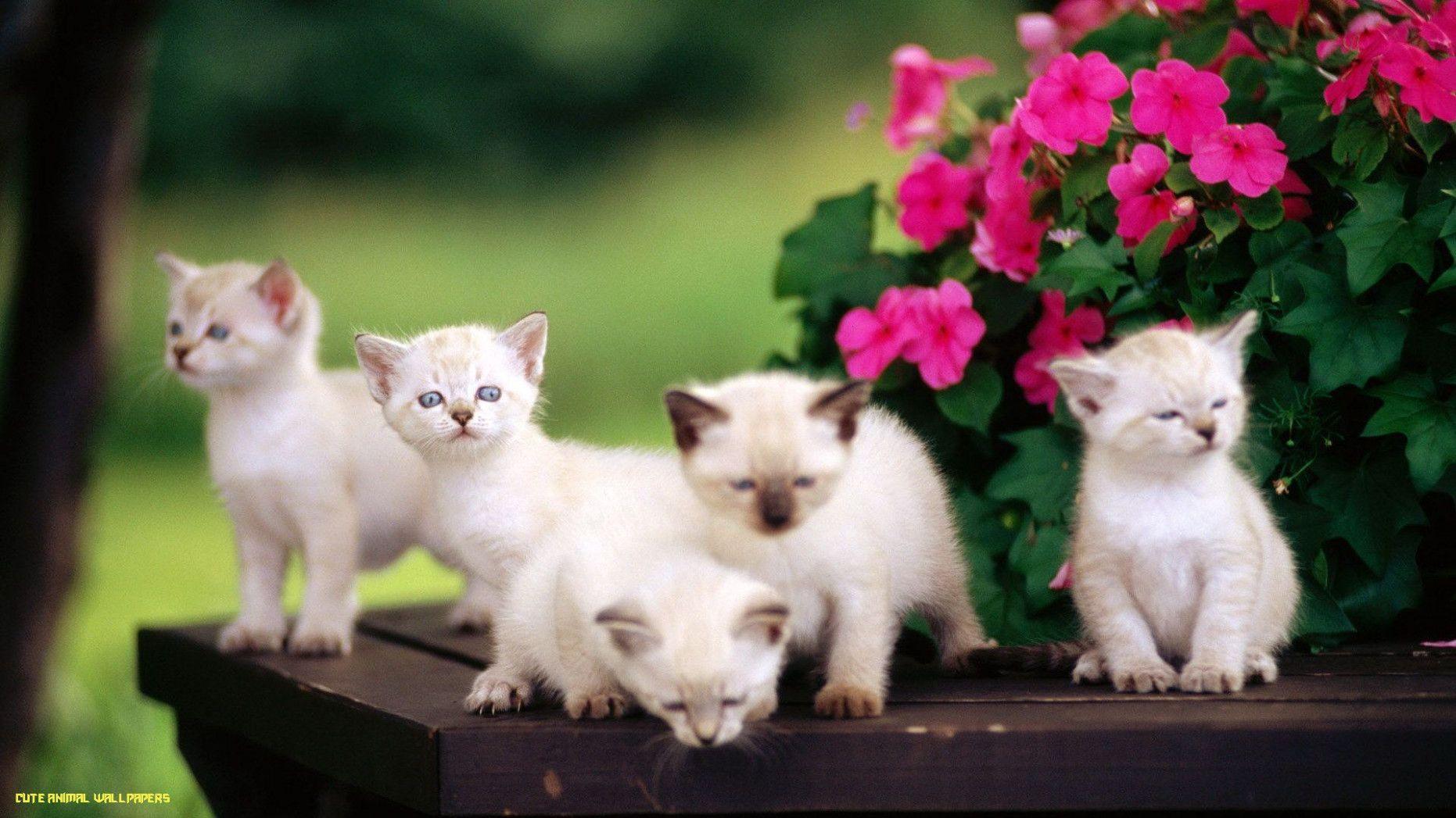 1862x1047 Cute Animal Wallpaper Desktop