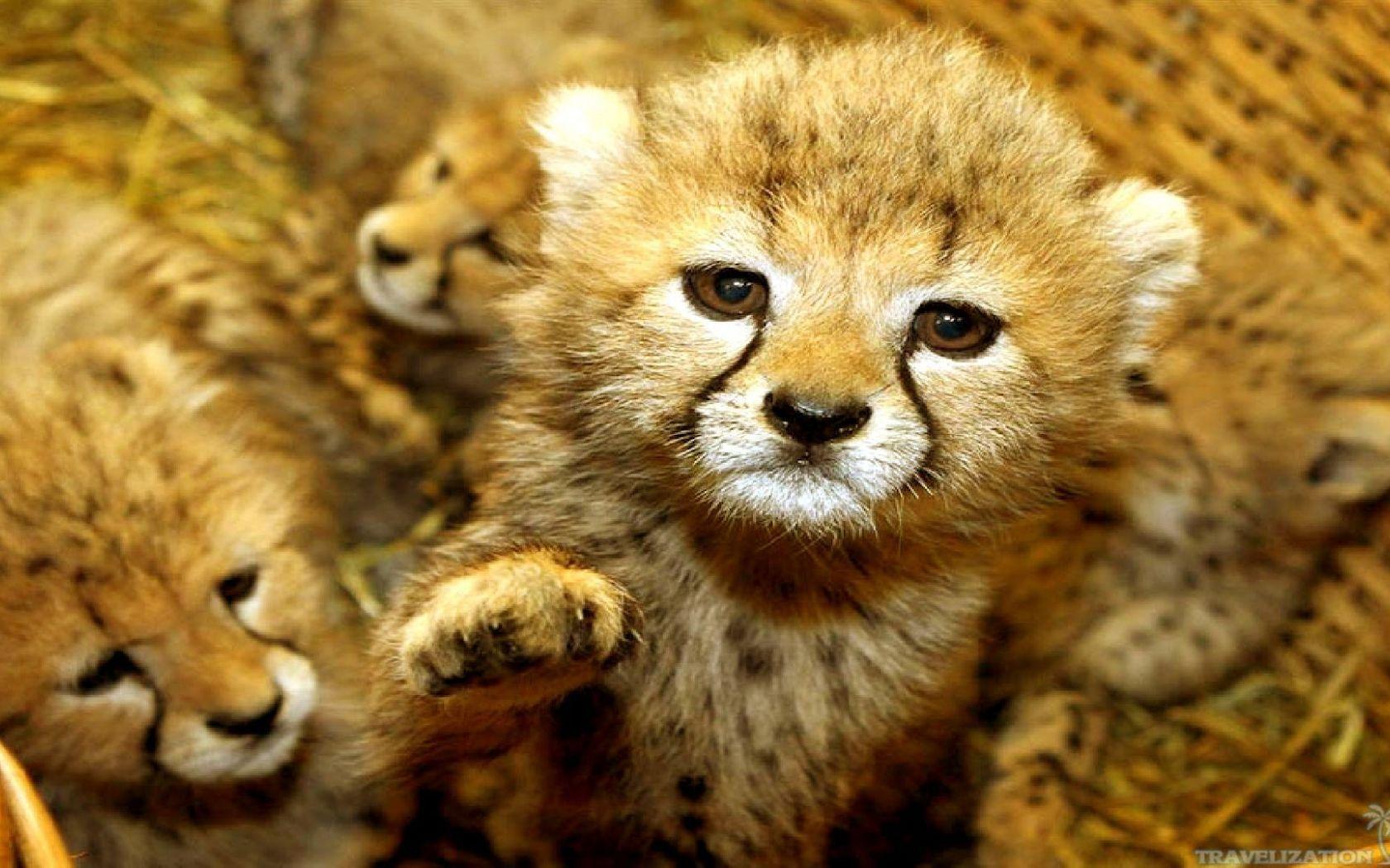 1680x1050 Free download 30 Adorable Animal Wallpaper [1920x1080]