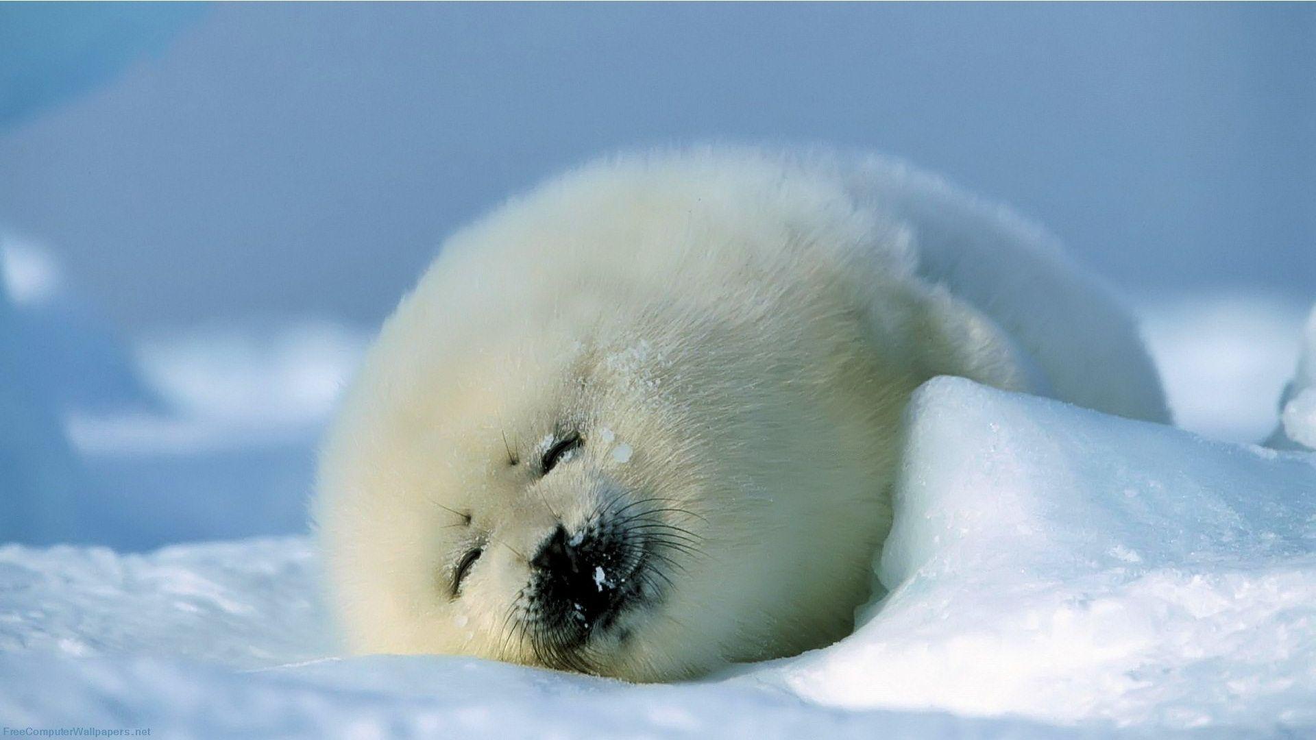 1920x1080 Cute Animal Wallpaper HD Animals Desktop Background