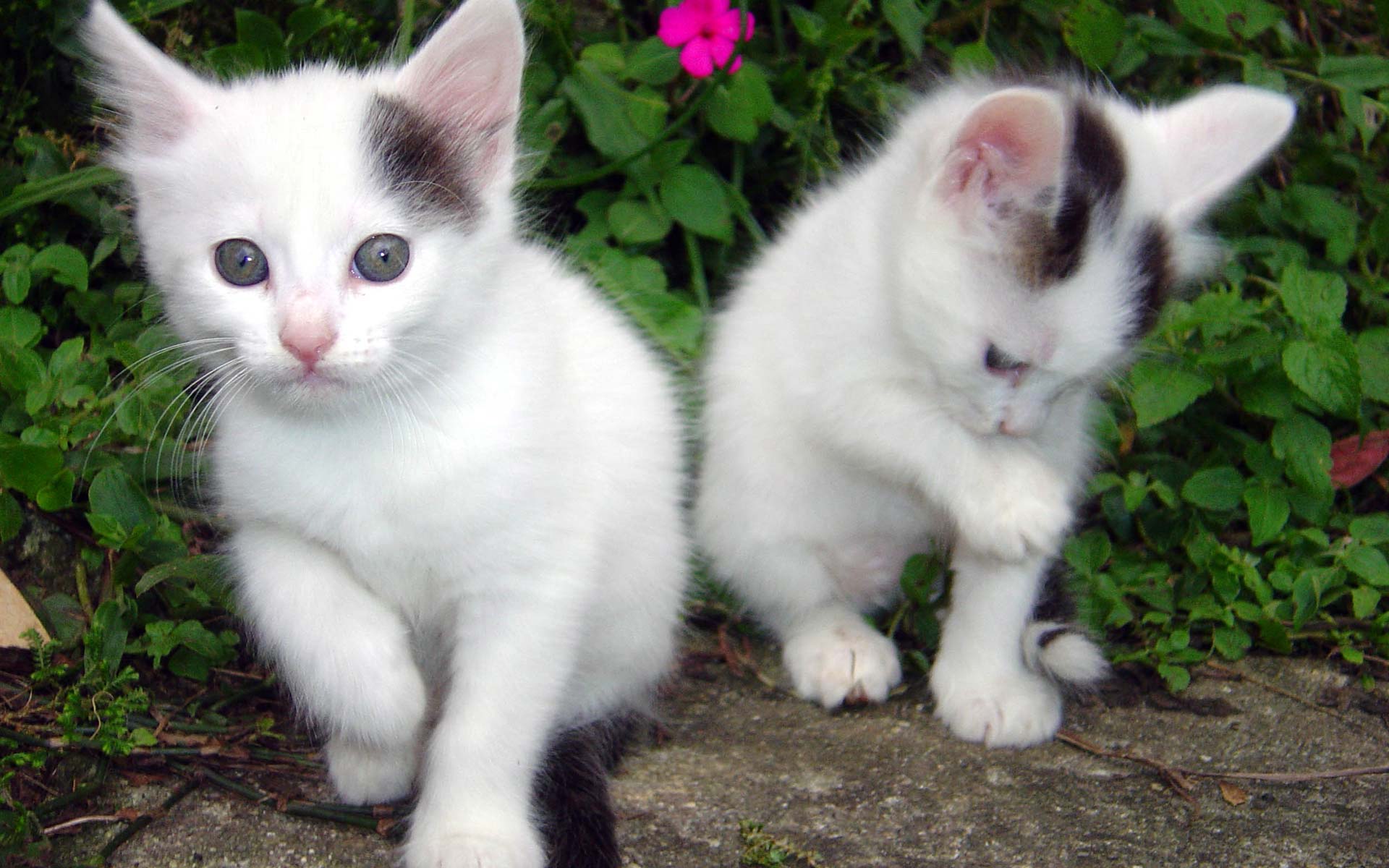 1920x1200 Wallpaper, cute, animal, background, desktop, kitten, cat, narure