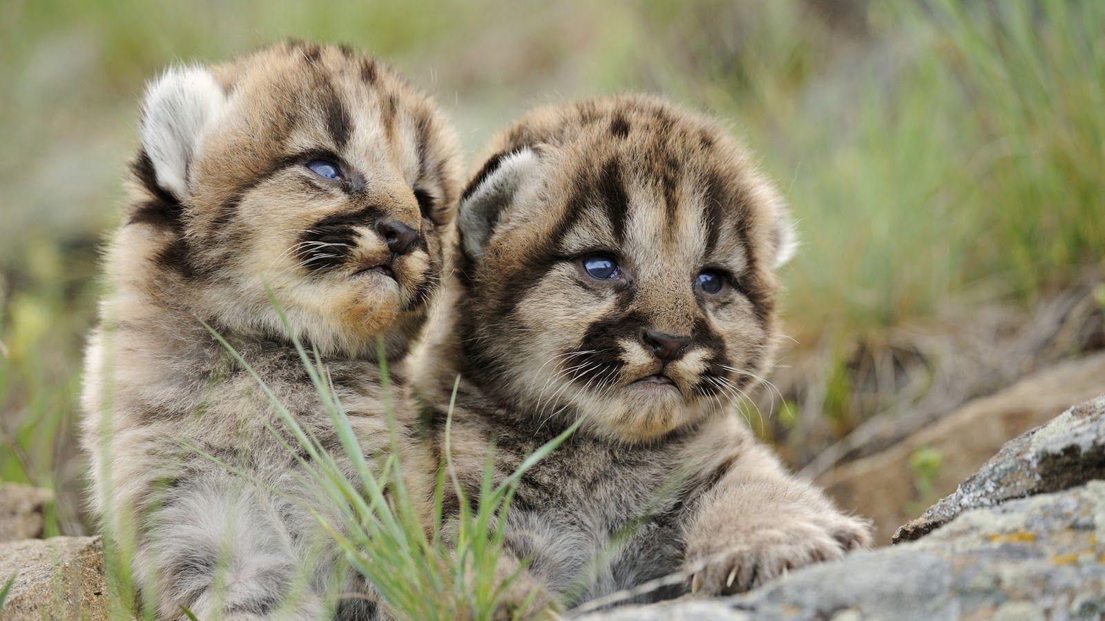 1600x900 HD Computer Animal Wallpaper. Best Top Desktop Animals Wallpaper