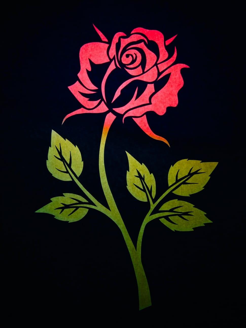 970x1293 red rose drawing free image