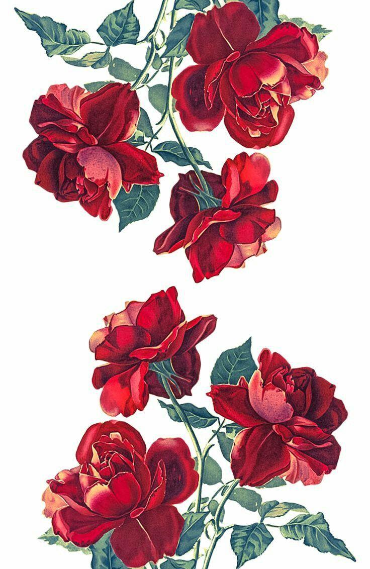 736x1132 roses #flowers #art #nature #february #drawing #rose #illustration