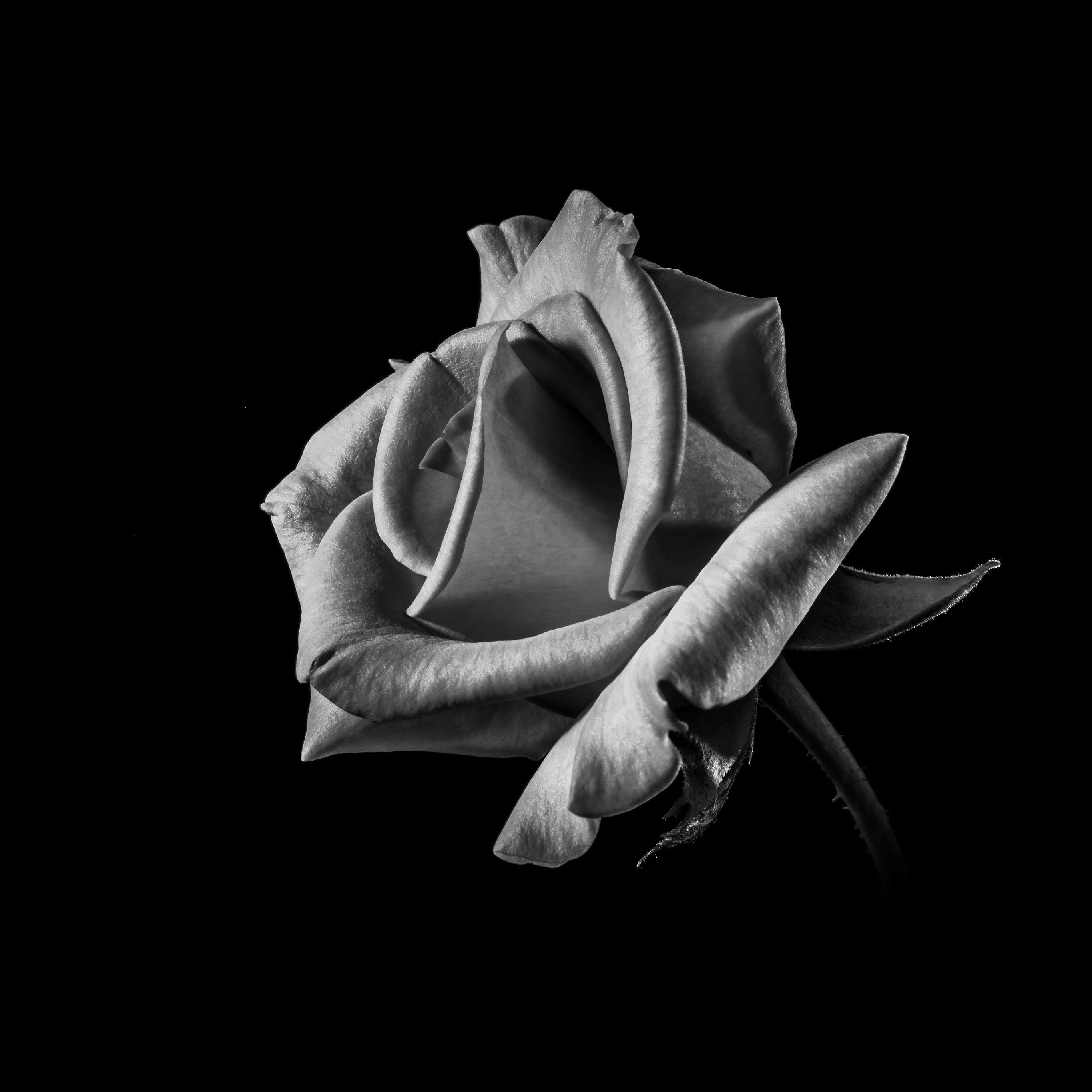 2732x2732 Flower Rose Bw Dark Beautiful Best Nature Wallpaper