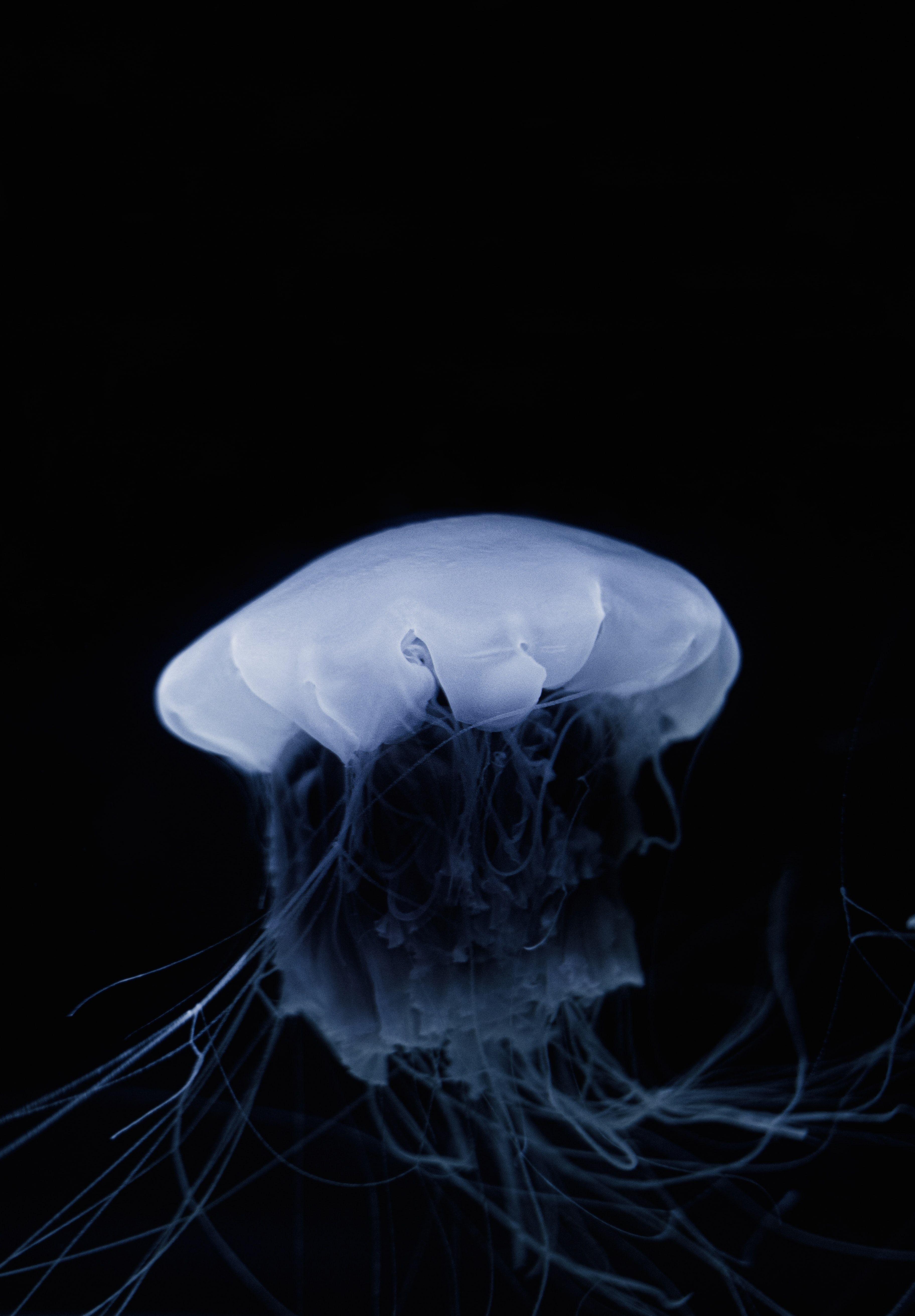 3648x5246 Download wallpaper 3648x5246 jellyfish, tentacle, dark, beautiful