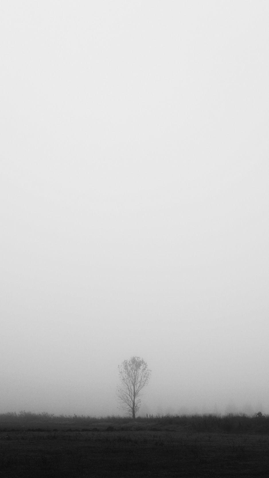 938x1668 Download wallpaper 938x1668 tree, lonely, fog, bw, field iphone 8