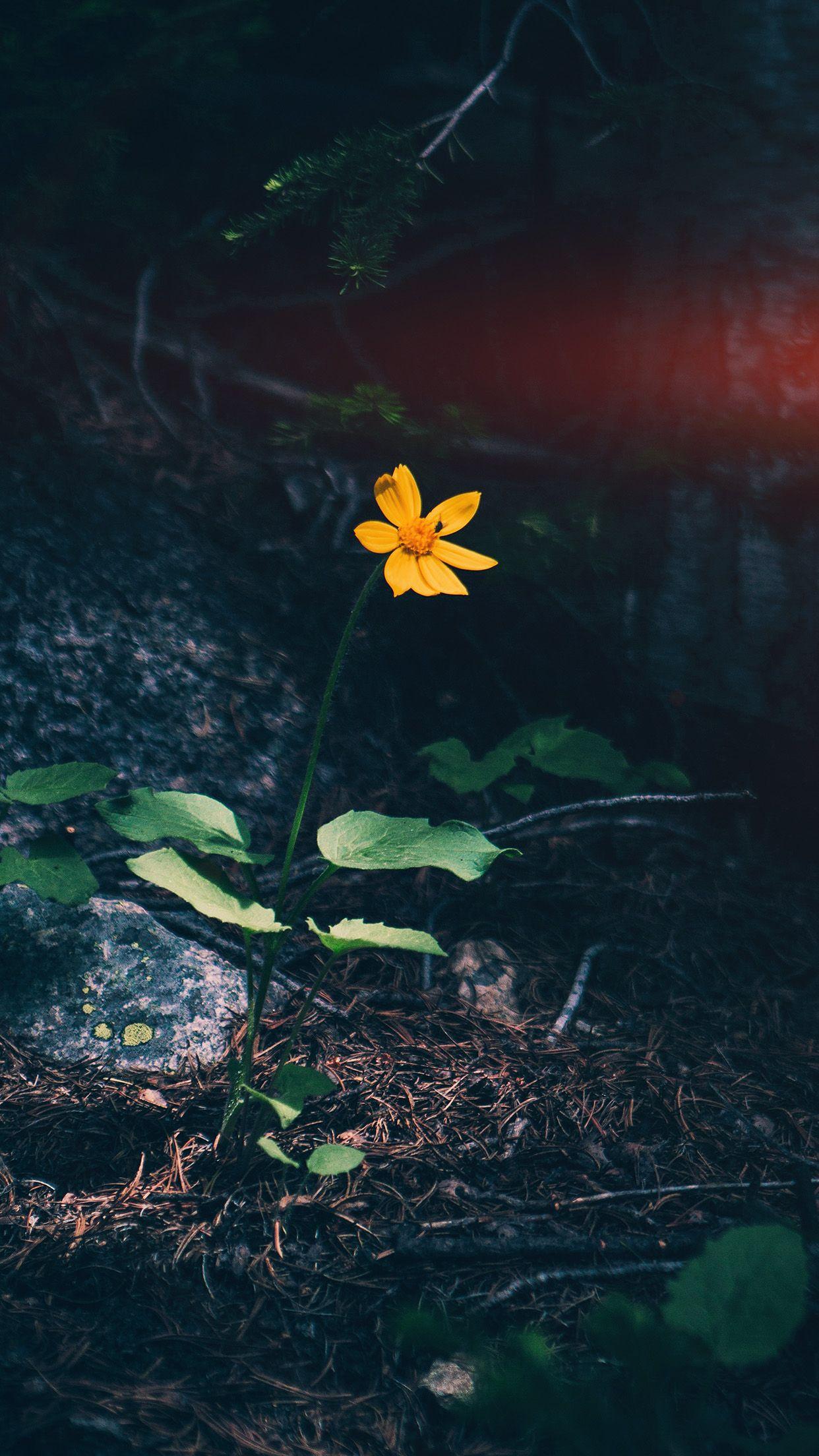 1242x2208 Flower Orange Forest Wood Lonely Dark Nature Flare Wallpaper