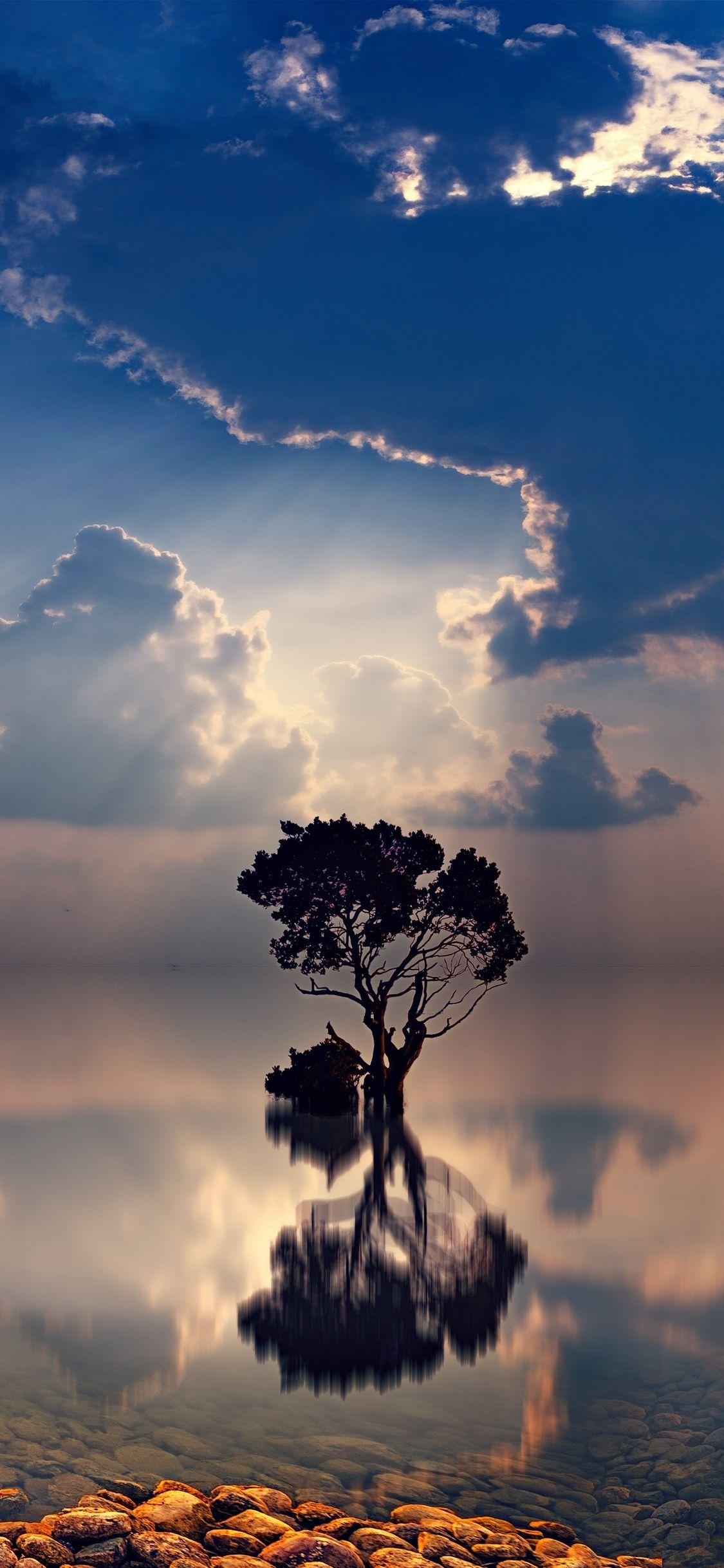 1125x2436 Lonely Tree Sunbeams iPhone XS, iPhone iPhone X HD 4k