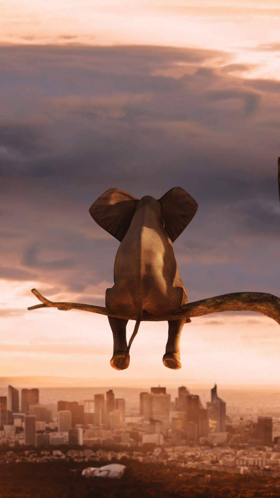 900x1600 Lonely Animal iPhone Wallpaper Wallpaper : iPhone Wallpaper