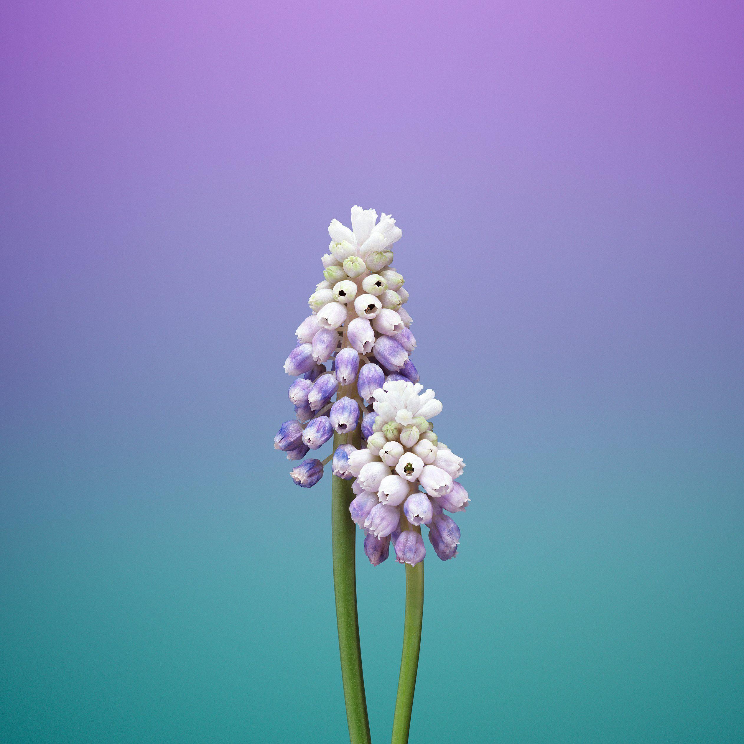 2524x2524 iPhone Floral Lavender Wallpaper