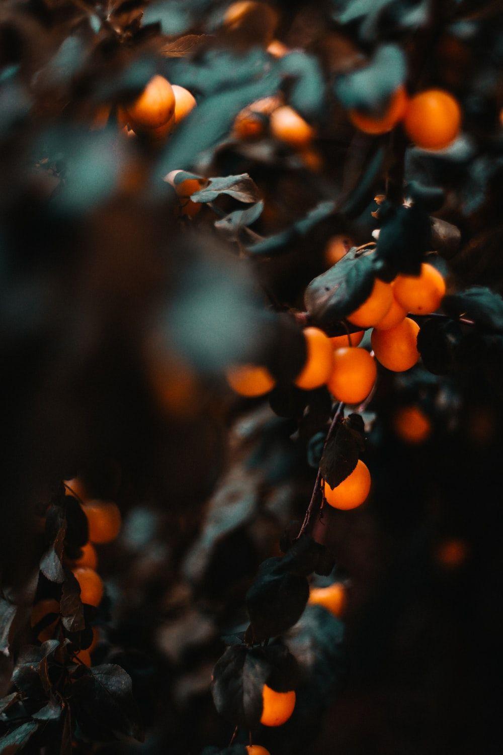 1000x1502 Fruity Picture. Download Free Image