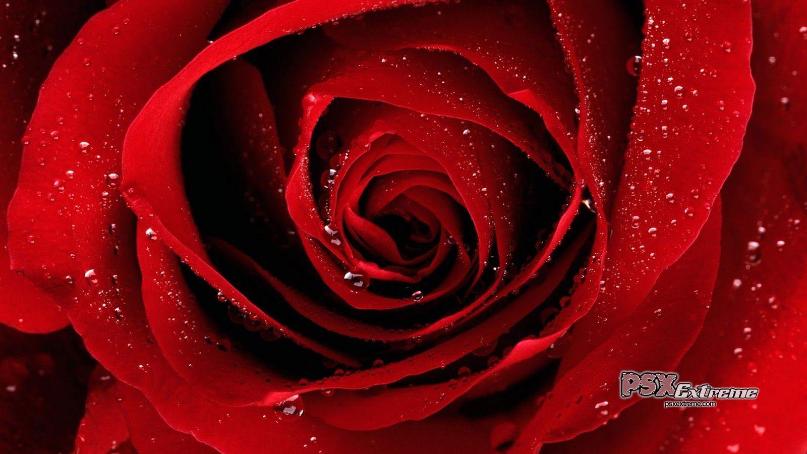 1600x900 Rose Wallpaper: red rose picture