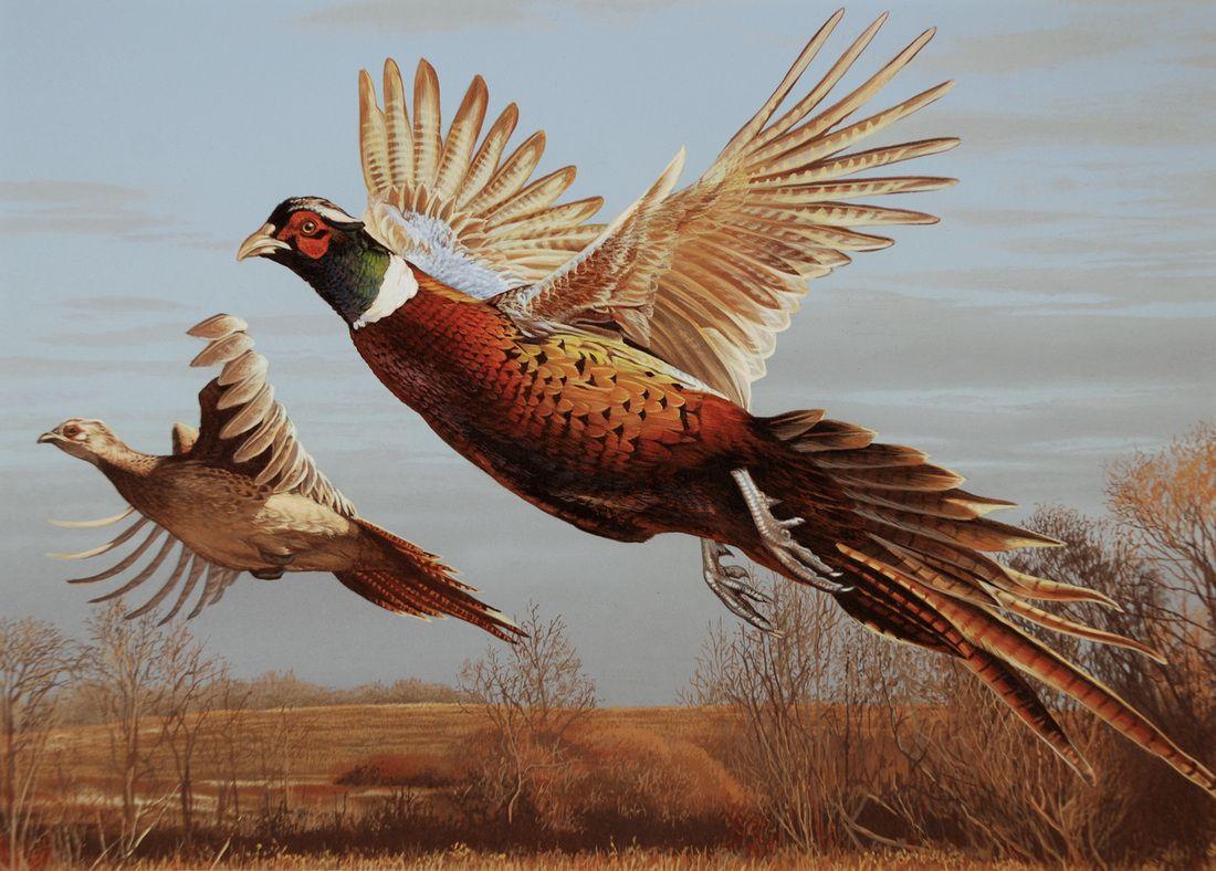 1100x788 Pheasant Wallpaper. Pheasant Wallpaper