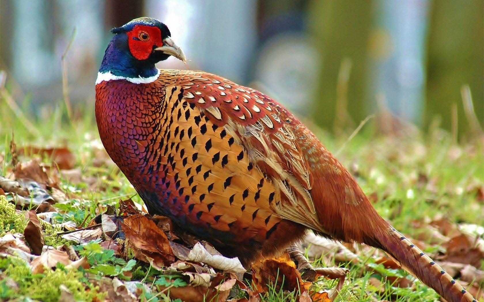 1680x1050 Free download pheasant wallpaper 868275 pheasant wallpaper 868297