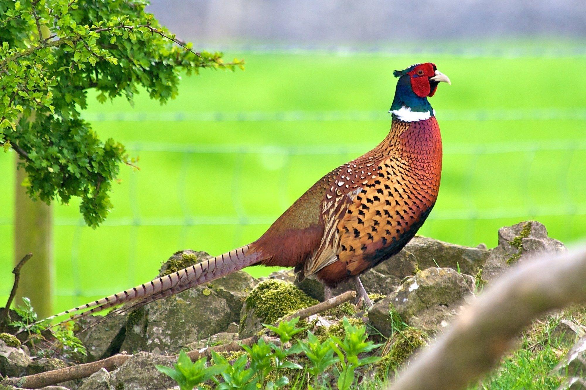 2000x1333 Free download Widescreen Wallpaper of Pheasant WP TCO 29 BSCB