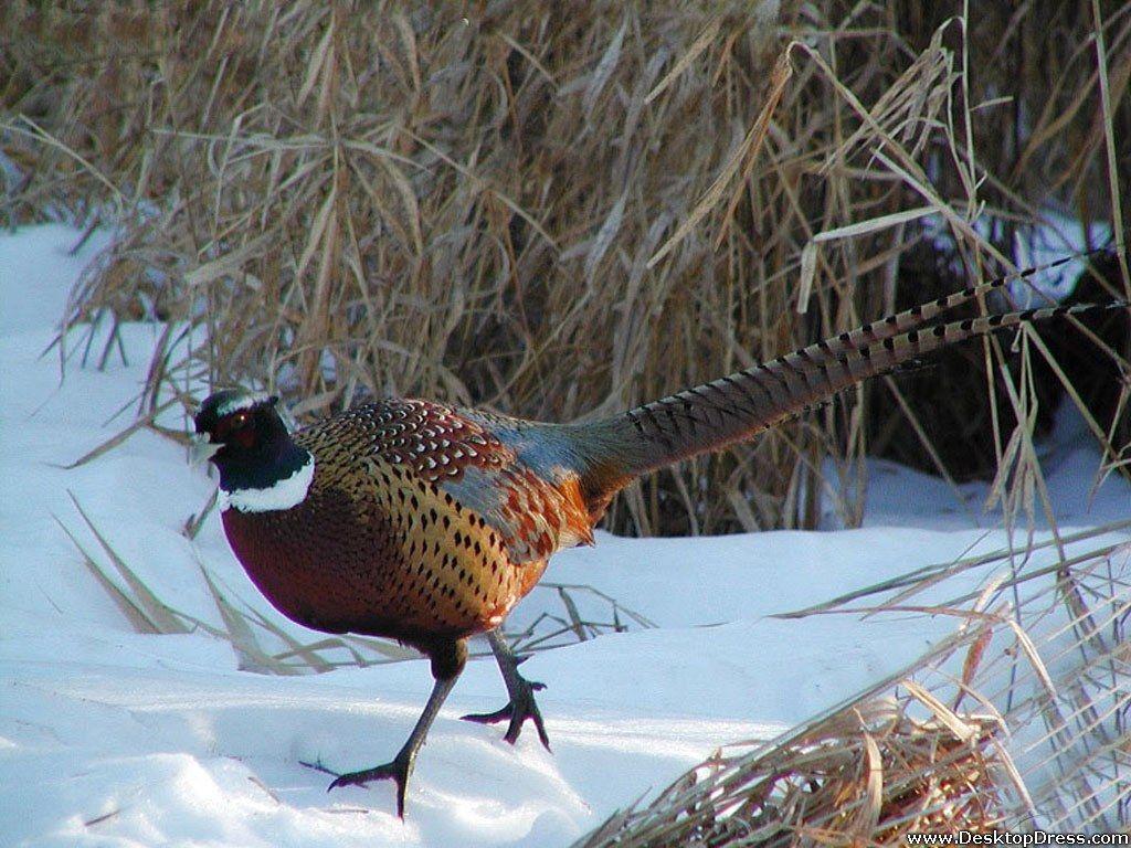 1024x768 Pheasant Background. Pheasant Wallpaper