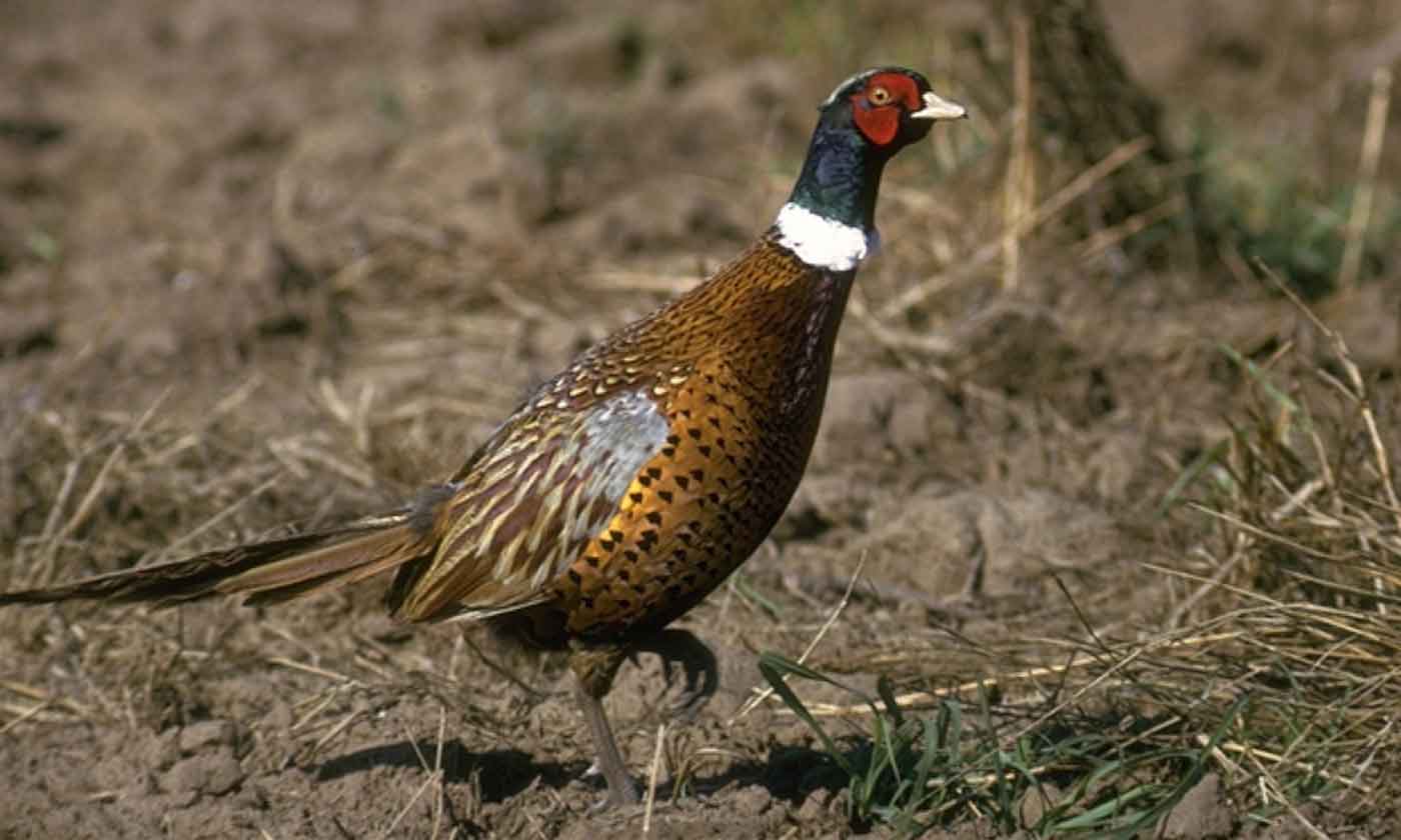 1400x840 Pheasant wallpaper, Animal, HQ Pheasant pictureK Wallpaper 2019