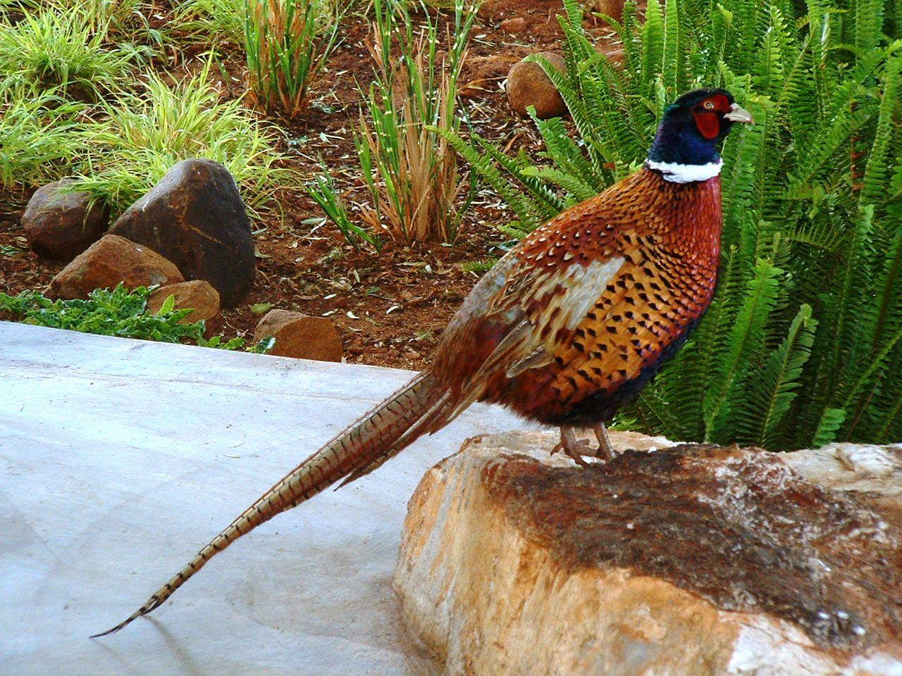 1280x960 Free download All Wallpaper Colourful Pheasant Birds Wallpaper