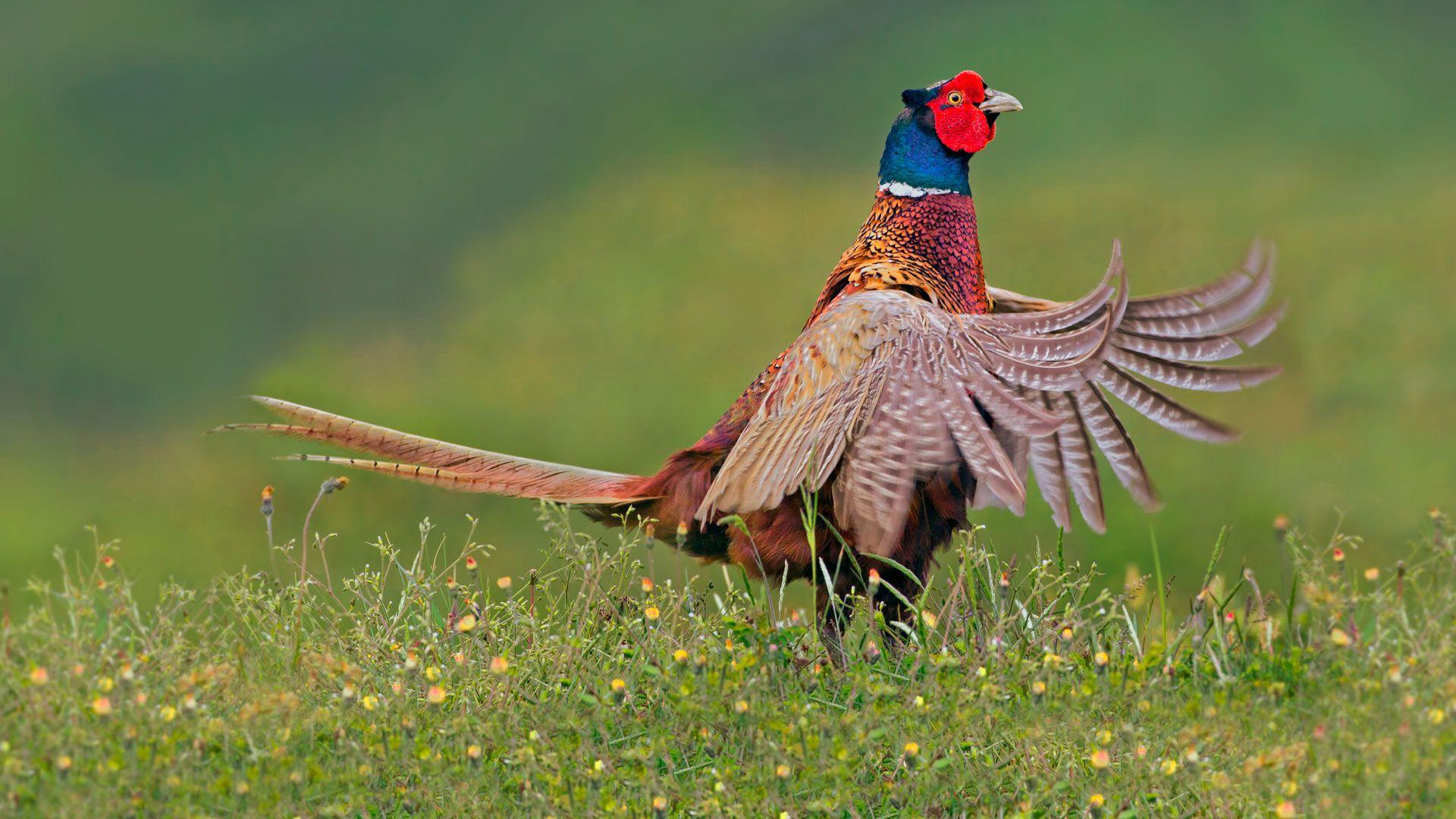 Pheasant Wallpapers - Top Free Pheasant Backgrounds - WallpaperAccess