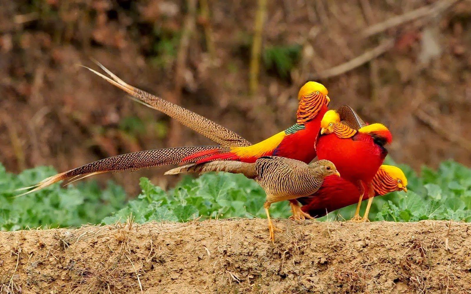 1600x1000 Golden Pheasant Wallpaper. Pheasant