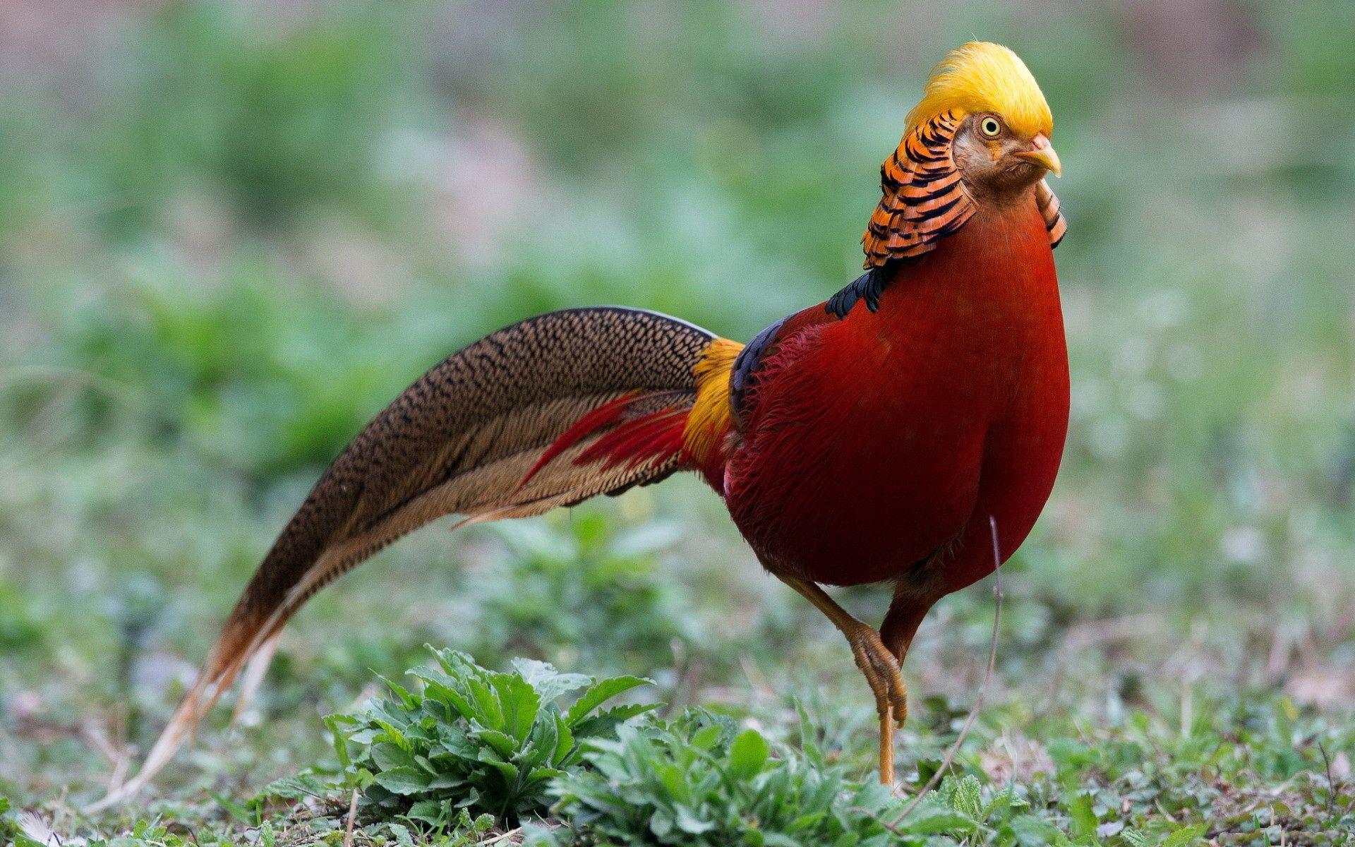 1920x1200 Golden Pheasant Wallpaper