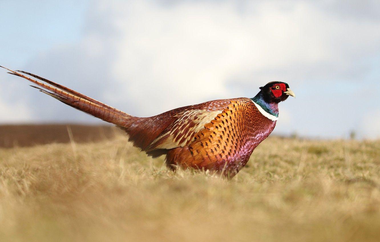 1332x850 Wallpaper field, the sky, nature, bird, pheasant image